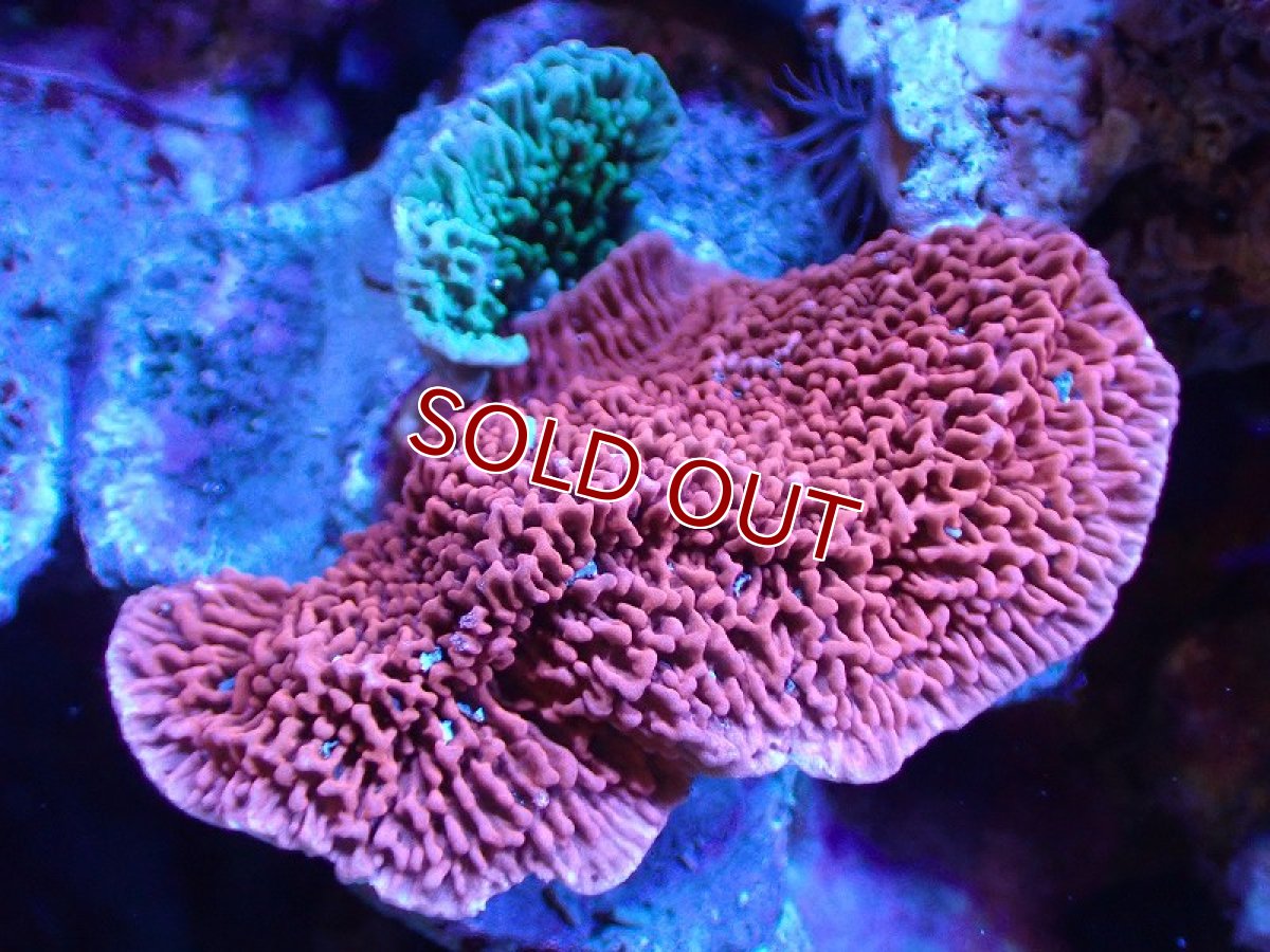 画像1: 【サンゴ】【通販】ブリードウスコモンサンゴ（Two Colors)（個体販売）（±8-9cm)No.12（生体）（サンゴ） (1)