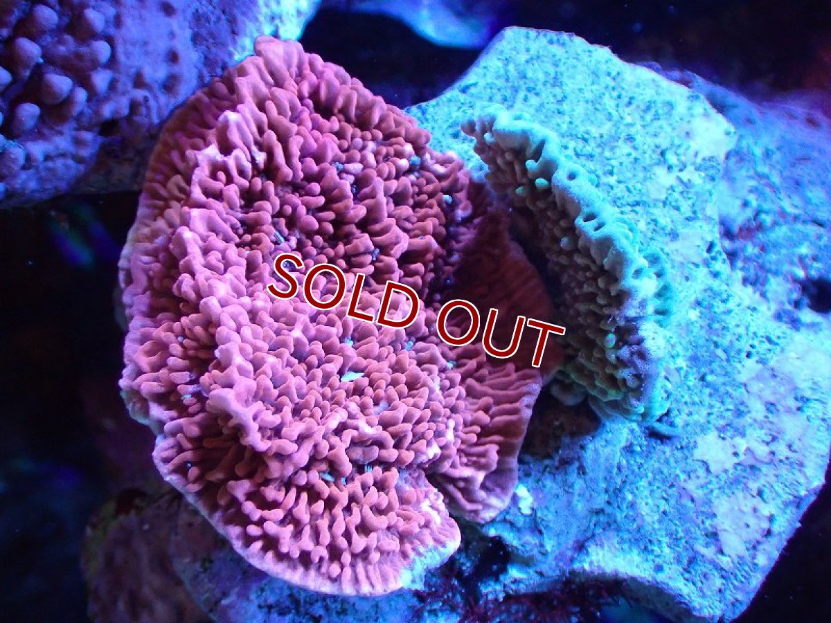 画像1: 【サンゴまとめ買い割り引き対象商品30周年セール】【サンゴ】【通販】ブリードウスコモンサンゴ（Two Colors)（個体販売）（±6-7cm)No.13（生体）（サンゴ） (1)