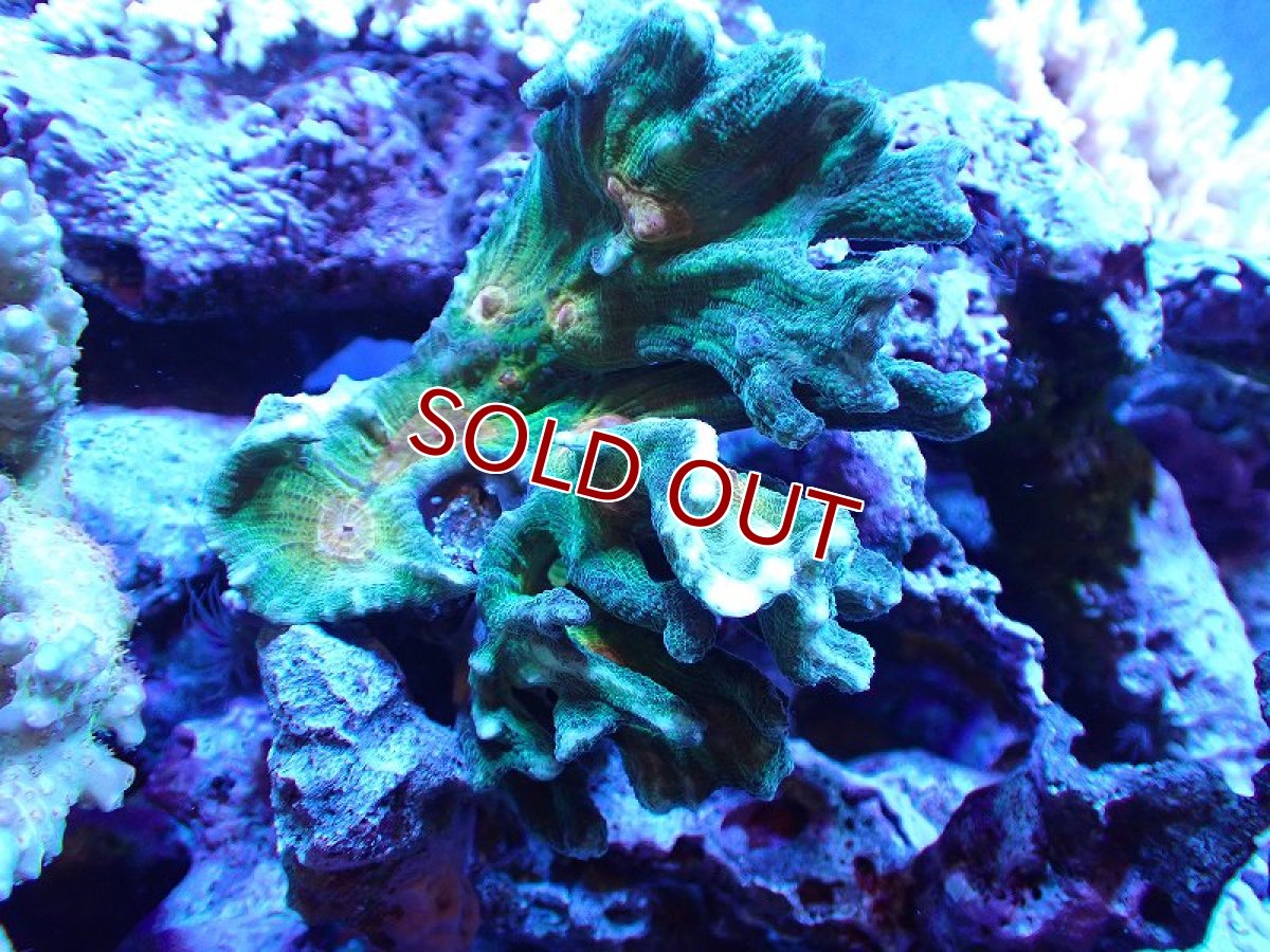 画像1: 【サンゴ】【通販】ウミバラ（個体販売）（±13cm)No.1（生体）（サンゴ） (1)