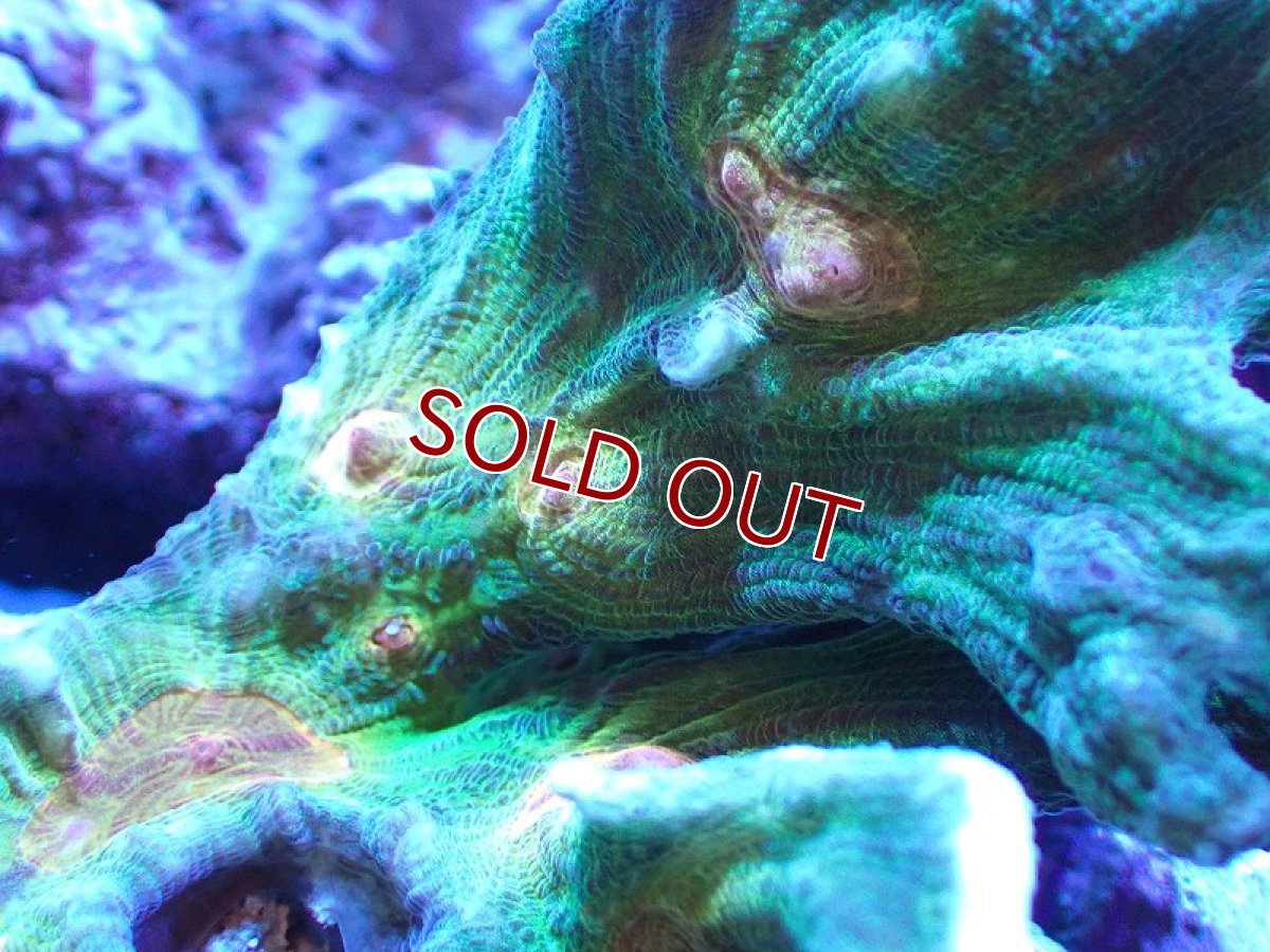 画像2: 【サンゴ】【通販】ウミバラ（個体販売）（±13cm)No.1（生体）（サンゴ） (2)