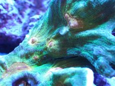 画像2: 【サンゴまとめ買い割引き10％〜20%OFF対象商品】【サンゴ】【通販】ウミバラ（個体販売）（±13cm)No.1（生体）（サンゴ） (2)