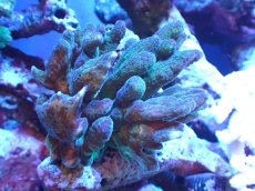 画像1: 【サンゴまとめ買い割引き10％〜20%OFF対象商品】【サンゴ】【通販】ウミバラ（個体販売）（±10cm)No.2（生体）（サンゴ） (1)