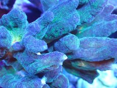 画像2: 【サンゴまとめ買い割引き10％〜20%OFF対象商品】【サンゴ】【通販】ウミバラ（個体販売）（±10cm)No.2（生体）（サンゴ） (2)