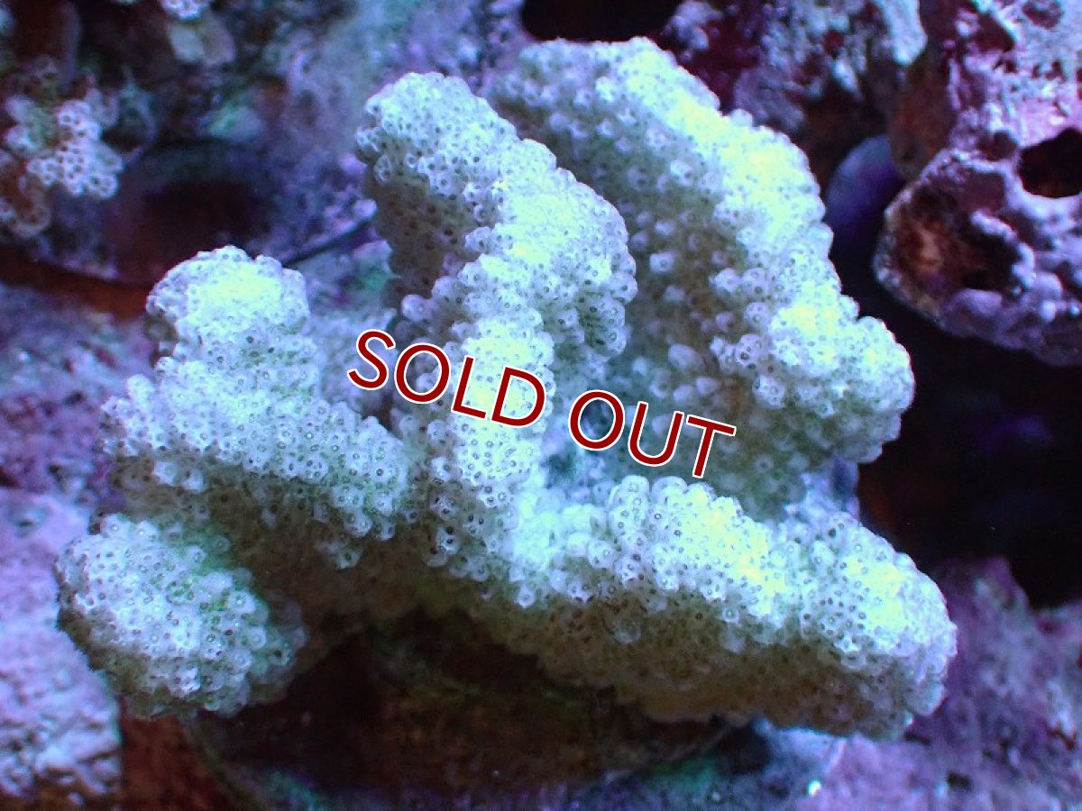 画像1: 【サンゴ】【通販】ブリードヘラジカハナヤサイサンゴ（個体販売）（±7-8cm)No.1（生体）（サンゴ） (1)