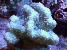 画像1: 【サンゴ】【通販】ブリードヘラジカハナヤサイサンゴ（個体販売）（±7-8cm)No.1（生体）（サンゴ） (1)