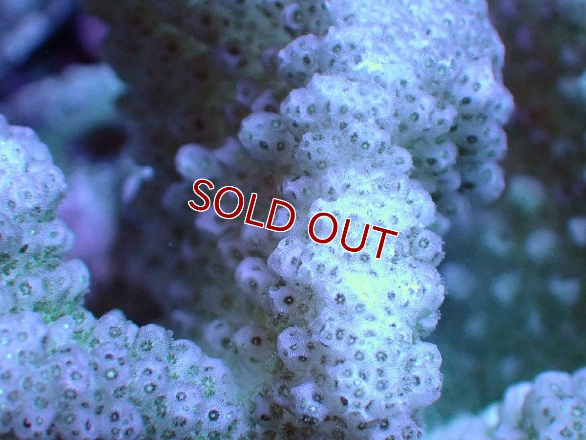 画像2: 【サンゴ】【通販】ブリードヘラジカハナヤサイサンゴ（個体販売）（±7-8cm)No.1（生体）（サンゴ） (2)