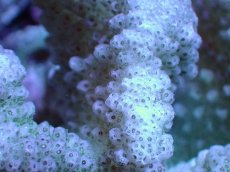 画像2: 【サンゴ】【通販】ブリードヘラジカハナヤサイサンゴ（個体販売）（±7-8cm)No.1（生体）（サンゴ） (2)