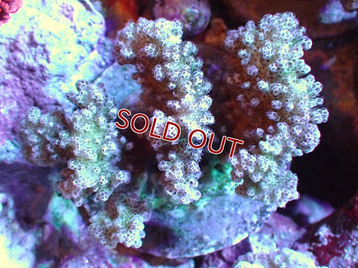 画像1: 【サンゴ】【通販】ブリードヘラジカハナヤサイサンゴ（個体販売）（±7-8cm)No.2（生体）（サンゴ） (1)