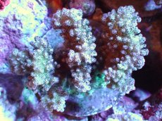 画像1: 【サンゴまとめ買い割引き10％〜20%OFF対象商品】【サンゴ】【通販】ブリードヘラジカハナヤサイサンゴ（個体販売）（±7-8cm)No.2（生体）（サンゴ） (1)