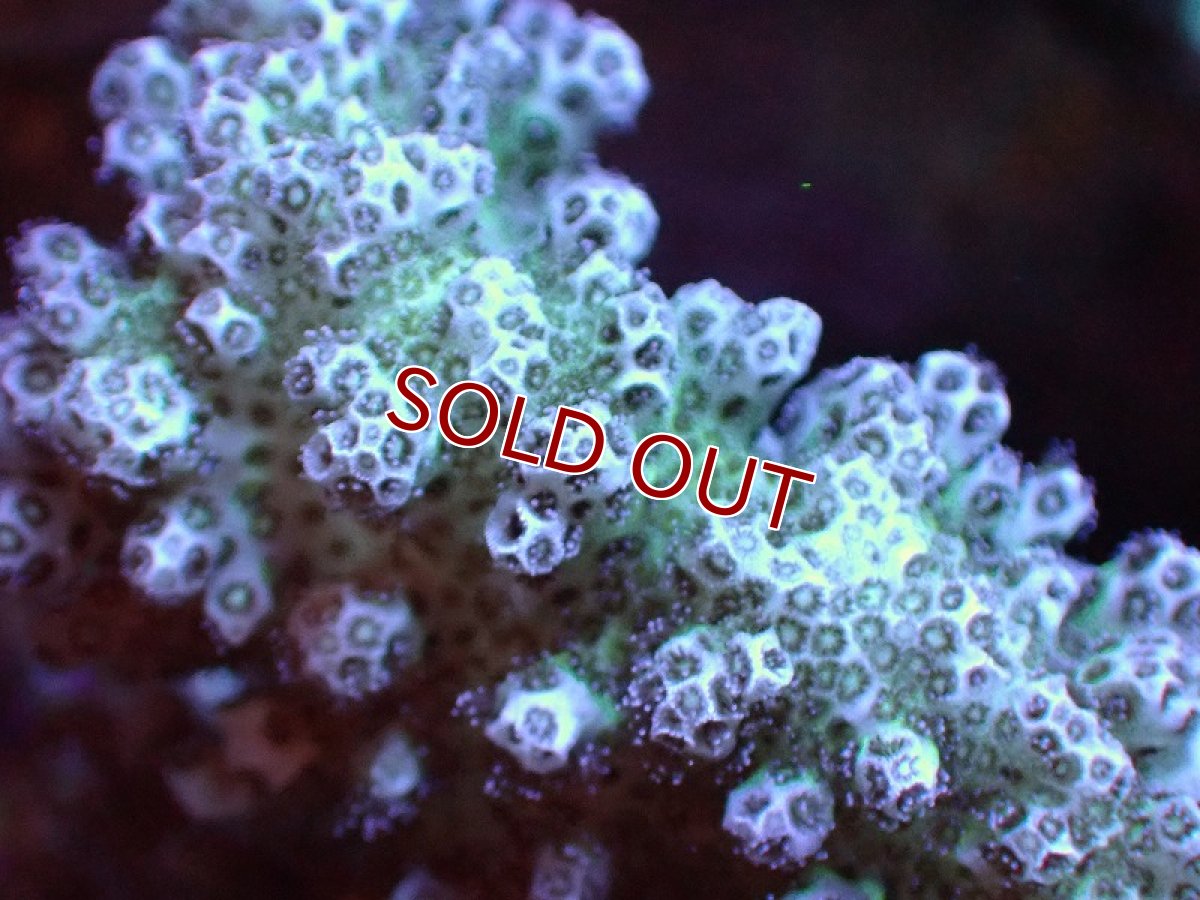 画像2: 【サンゴ】【通販】ブリードヘラジカハナヤサイサンゴ（個体販売）（±7-8cm)No.2（生体）（サンゴ） (2)