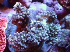 画像1: 【サンゴまとめ買い割引き10％〜20%OFF対象商品】【サンゴ】【通販】ブリードヘラジカハナヤサイサンゴ（個体販売）（±7-8cm)No.3（生体）（サンゴ） (1)