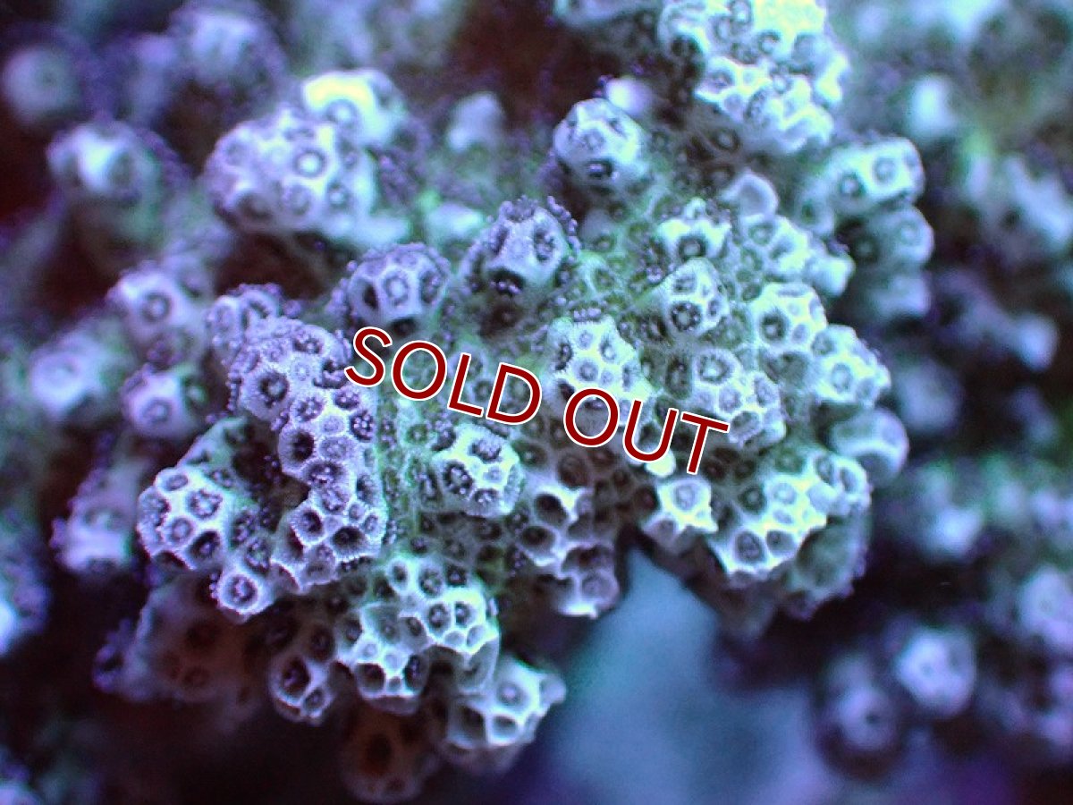 画像2: 【サンゴ】【通販】ブリードヘラジカハナヤサイサンゴ（個体販売）（±7-8cm)No.3（生体）（サンゴ） (2)