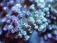 画像2: 【サンゴまとめ買い割引き10％〜20%OFF対象商品】【サンゴ】【通販】ブリードヘラジカハナヤサイサンゴ（個体販売）（±7-8cm)No.3（生体）（サンゴ） (2)