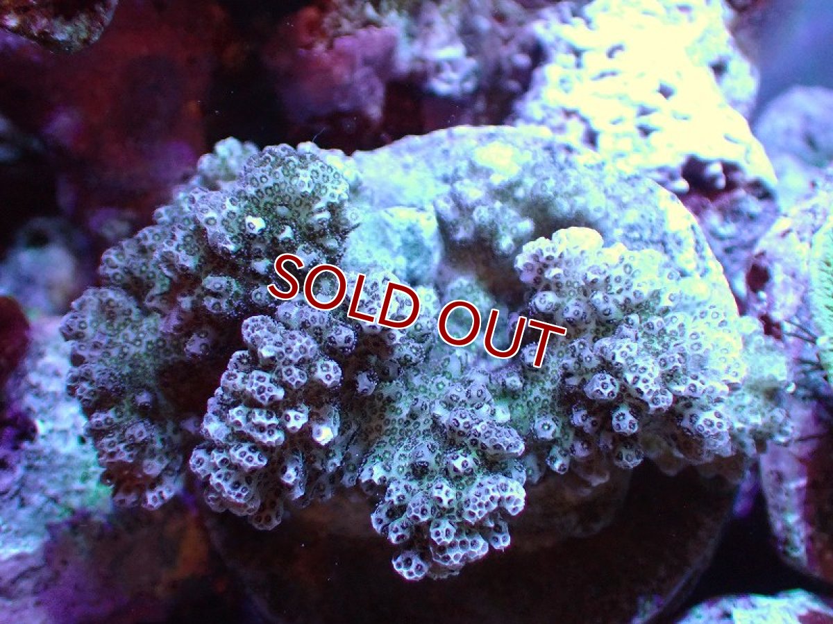画像1: 【サンゴ】【通販】ブリードヘラジカハナヤサイサンゴ（個体販売）（±7-8cm)No.4（生体）（サンゴ） (1)