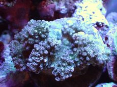 画像1: 【サンゴまとめ買い割引き10％〜20%OFF対象商品】【サンゴ】【通販】ブリードヘラジカハナヤサイサンゴ（個体販売）（±7-8cm)No.4（生体）（サンゴ） (1)