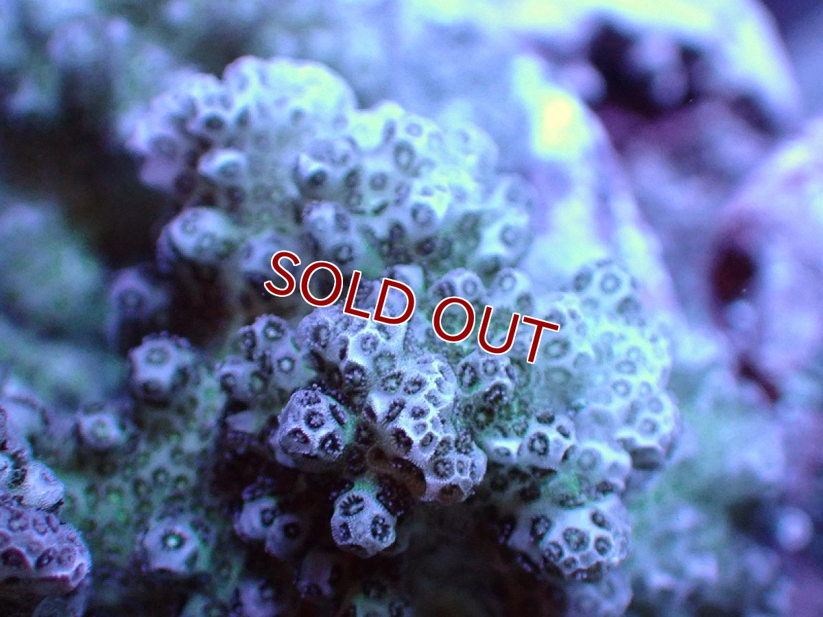 画像2: 【サンゴ】【通販】ブリードヘラジカハナヤサイサンゴ（個体販売）（±7-8cm)No.4（生体）（サンゴ） (2)