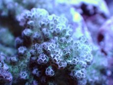 画像2: 【サンゴまとめ買い割引き10％〜20%OFF対象商品】【サンゴ】【通販】ブリードヘラジカハナヤサイサンゴ（個体販売）（±7-8cm)No.4（生体）（サンゴ） (2)