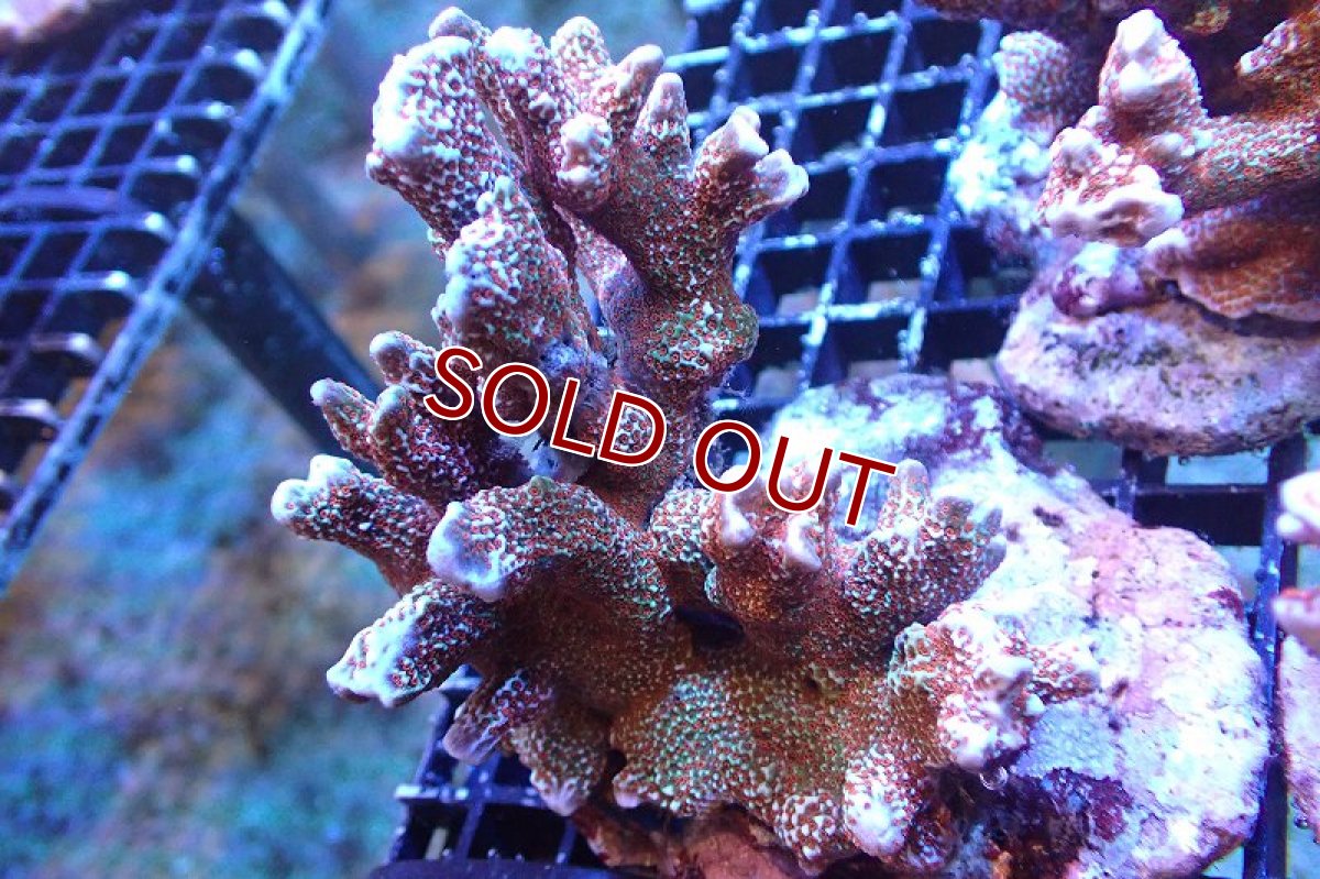 画像1: 【サンゴ】【通販】ブリード エダコモンサンゴ（Red Polyp)（個体販売）（±9cm)No.1（生体）（サンゴ） (1)