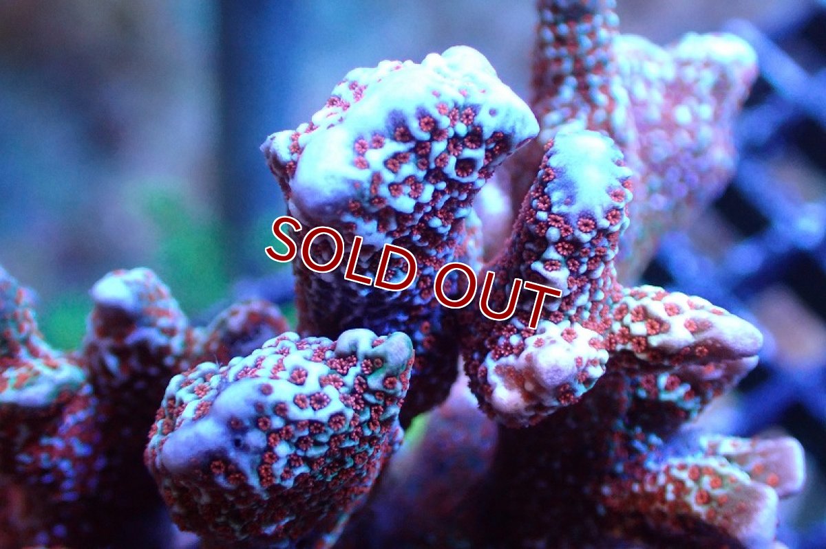 画像2: 【サンゴ】【通販】ブリード エダコモンサンゴ（Red Polyp)（個体販売）（±9cm)No.1（生体）（サンゴ） (2)