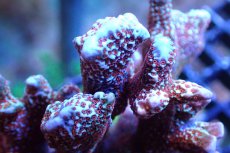 画像2: 【サンゴ】【通販】ブリード エダコモンサンゴ（Red Polyp)（個体販売）（±9cm)No.1（生体）（サンゴ） (2)