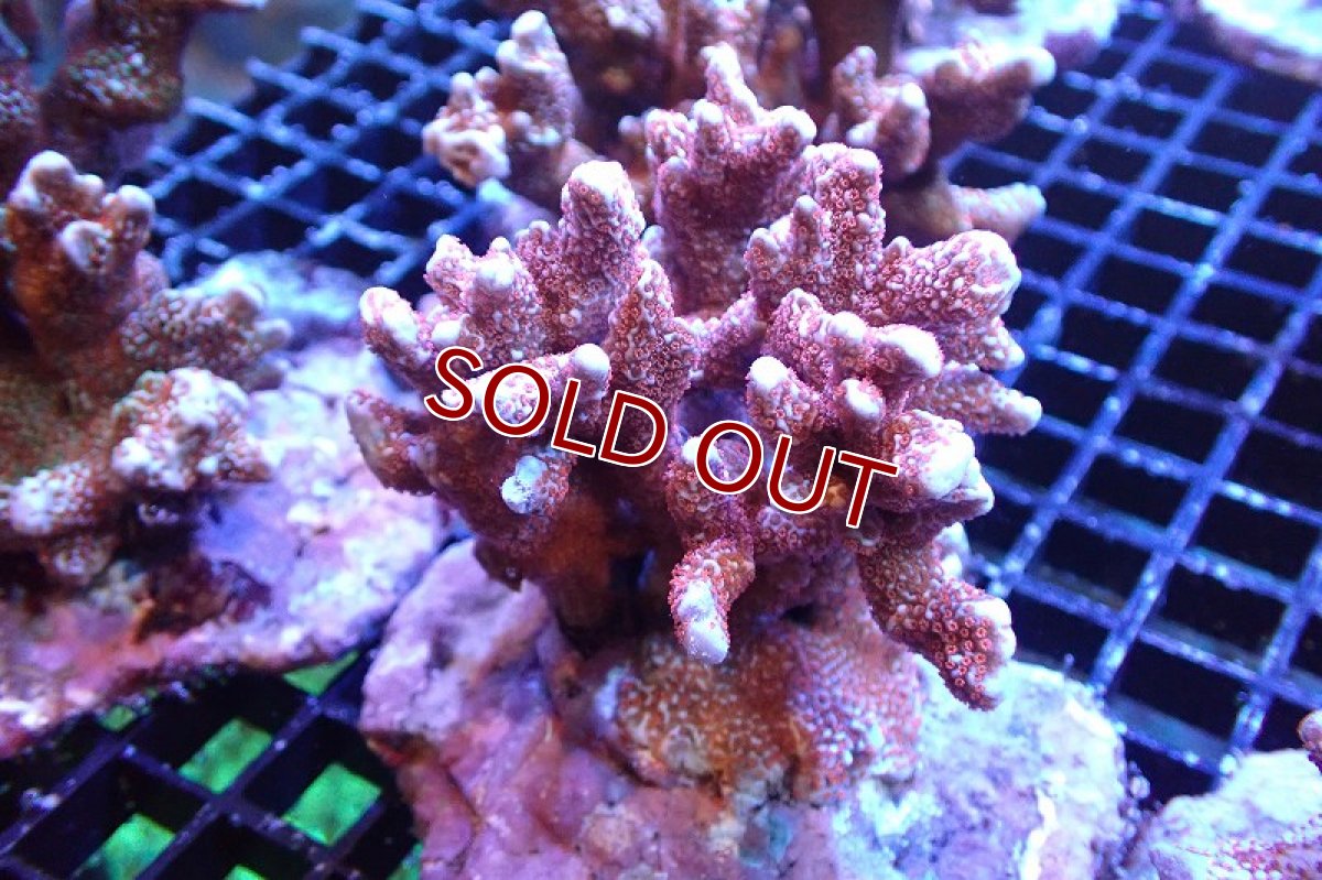 画像1: 【サンゴ】【通販】ブリード エダコモンサンゴ（Red Polyp)（個体販売）（±9cm)No.2（生体）（サンゴ） (1)