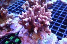 画像1: 【サンゴ】【通販】ブリード エダコモンサンゴ（Red Polyp)（個体販売）（±9cm)No.2（生体）（サンゴ） (1)