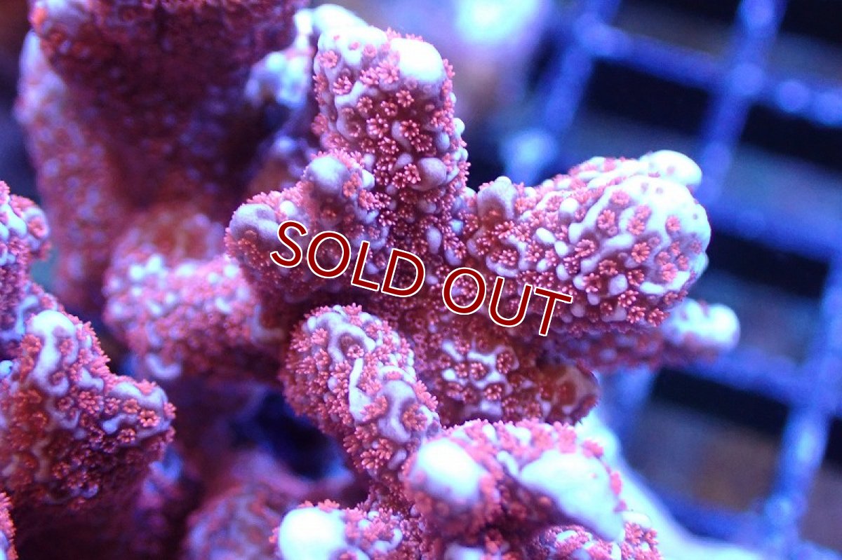 画像2: 【サンゴ】【通販】ブリード エダコモンサンゴ（Red Polyp)（個体販売）（±9cm)No.2（生体）（サンゴ） (2)
