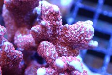 画像2: 【サンゴ】【通販】ブリード エダコモンサンゴ（Red Polyp)（個体販売）（±9cm)No.2（生体）（サンゴ） (2)