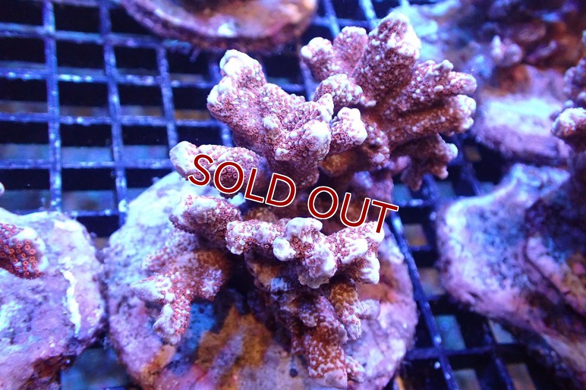 画像1: 【サンゴ】【通販】ブリード エダコモンサンゴ（Red Polyp)（個体販売）（±9cm)No.3（生体）（サンゴ） (1)