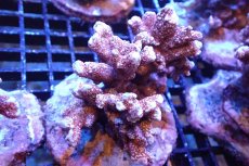 画像1: 【サンゴ】【通販】ブリード エダコモンサンゴ（Red Polyp)（個体販売）（±9cm)No.3（生体）（サンゴ） (1)