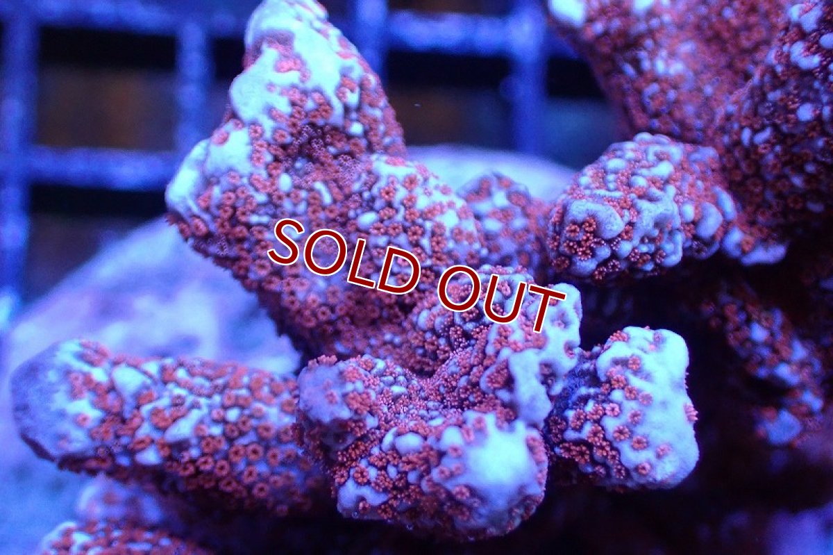 画像2: 【サンゴ】【通販】ブリード エダコモンサンゴ（Red Polyp)（個体販売）（±9cm)No.3（生体）（サンゴ） (2)
