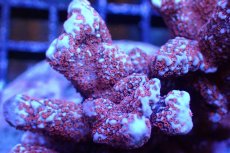 画像2: 【サンゴ】【通販】ブリード エダコモンサンゴ（Red Polyp)（個体販売）（±9cm)No.3（生体）（サンゴ） (2)