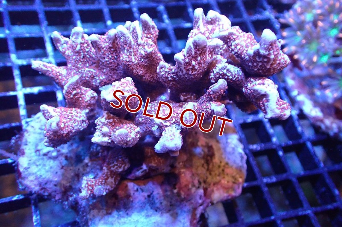 画像1: 【サンゴ】【通販】ブリード エダコモンサンゴ（Red Polyp)（個体販売）（±9cm)No.4（生体）（サンゴ） (1)