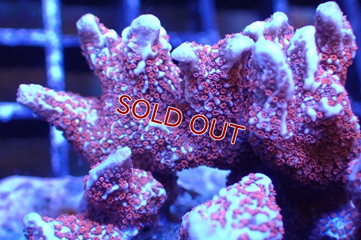 画像2: 【サンゴ】【通販】ブリード エダコモンサンゴ（Red Polyp)（個体販売）（±9cm)No.4（生体）（サンゴ） (2)