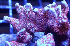 画像2: 【サンゴ】【通販】ブリード エダコモンサンゴ（Red Polyp)（個体販売）（±9cm)No.4（生体）（サンゴ） (2)