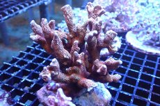 画像1: 【サンゴ】【通販】ブリード エダコモンサンゴ（Red Polyp)（個体販売）（±11cm)No.5（生体）（サンゴ） (1)