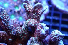 画像2: 【サンゴ】【通販】ブリード エダコモンサンゴ（Red Polyp)（個体販売）（±11cm)No.5（生体）（サンゴ） (2)