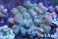 画像1: 【サンゴ】【通販】ヘラジカハナヤサイサンゴ（Pink/Green Polyp)（個体販売）No.1（生体）（サンゴ） (1)