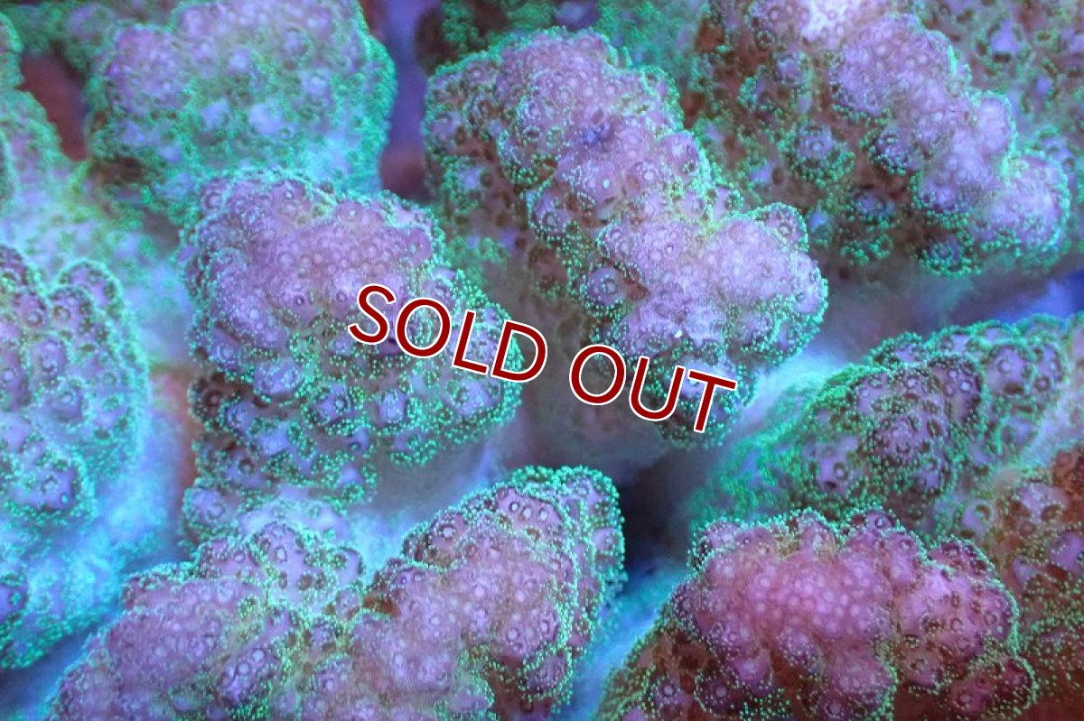 画像2: 【サンゴ】【通販】ヘラジカハナヤサイサンゴ（Pink/Green Polyp)（個体販売）No.1（生体）（サンゴ） (2)