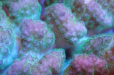 画像2: 【サンゴ】【通販】ヘラジカハナヤサイサンゴ（Pink/Green Polyp)（個体販売）No.1（生体）（サンゴ） (2)
