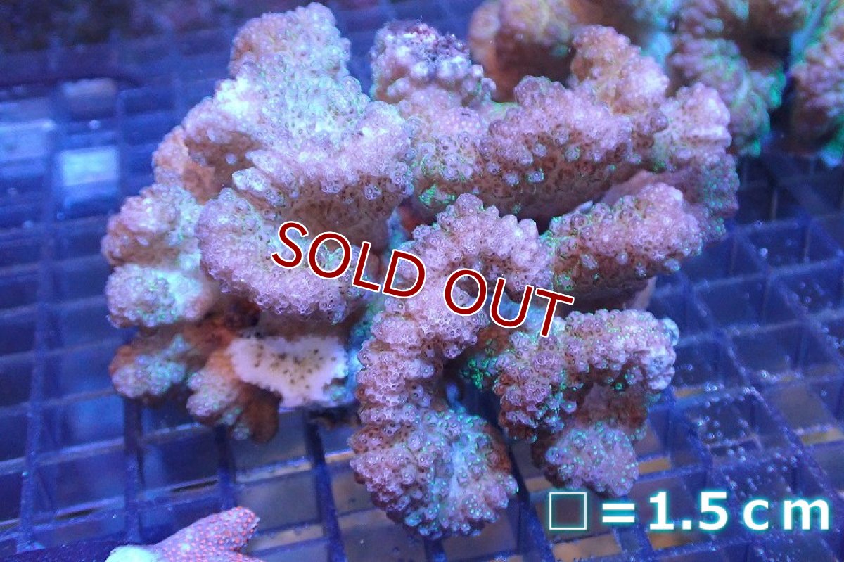 画像1: 【サンゴまとめ買い割引き10％〜20%OFF対象商品】 【サンゴ】【通販】ヘラジカハナヤサイサンゴ（Pink/Green Polyp)（個体販売）No.2（生体）（サンゴ） (1)
