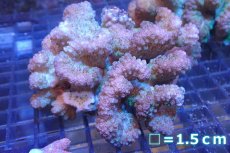 画像1: 【サンゴ】【通販】ヘラジカハナヤサイサンゴ（Pink/Green Polyp)（個体販売）No.2（生体）（サンゴ） (1)