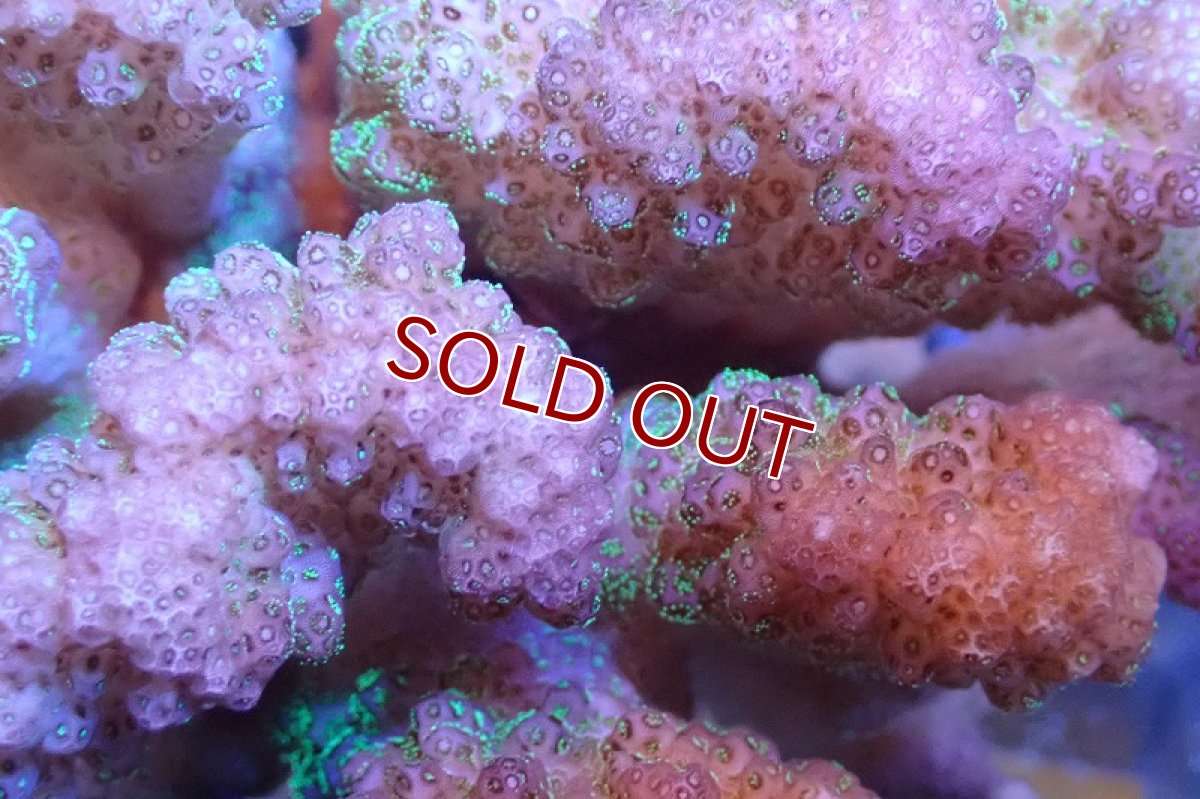 画像2: 【サンゴまとめ買い割引き10％〜20%OFF対象商品】 【サンゴ】【通販】ヘラジカハナヤサイサンゴ（Pink/Green Polyp)（個体販売）No.2（生体）（サンゴ） (2)