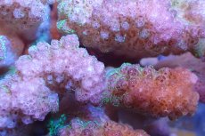 画像2: 【サンゴ】【通販】ヘラジカハナヤサイサンゴ（Pink/Green Polyp)（個体販売）No.2（生体）（サンゴ） (2)
