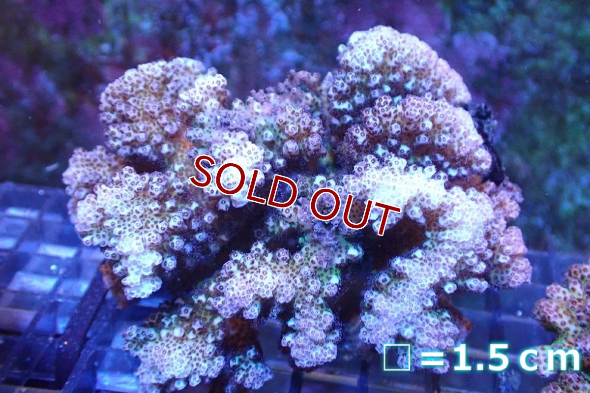 画像1: 【サンゴ】【通販】ヘラジカハナヤサイサンゴ（Green Polyp)（個体販売）No.3（生体）（サンゴ） (1)