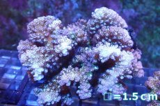 画像1: 【サンゴ】【通販】ヘラジカハナヤサイサンゴ（Green Polyp)（個体販売）No.3（生体）（サンゴ） (1)
