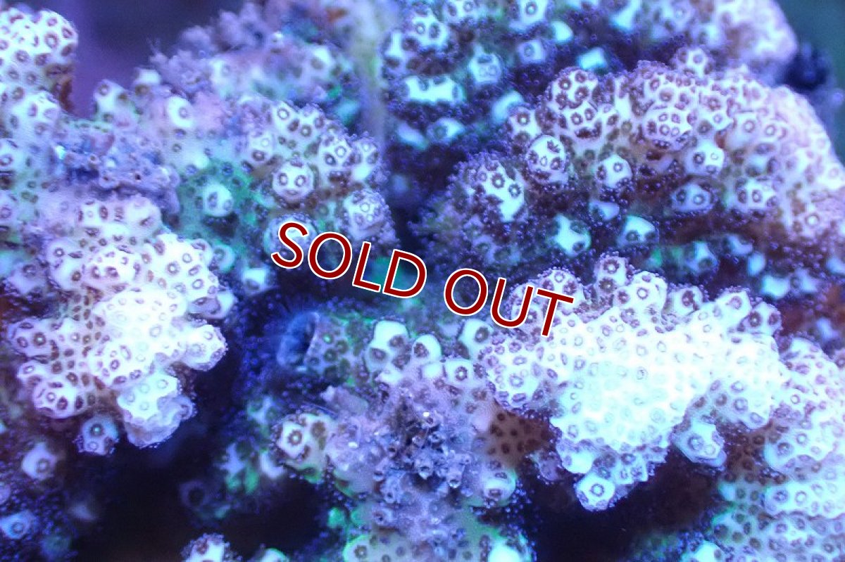 画像2: 【サンゴ】【通販】ヘラジカハナヤサイサンゴ（Green Polyp)（個体販売）No.3（生体）（サンゴ） (2)