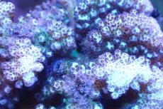 画像2: 【サンゴ】【通販】ヘラジカハナヤサイサンゴ（Green Polyp)（個体販売）No.3（生体）（サンゴ） (2)