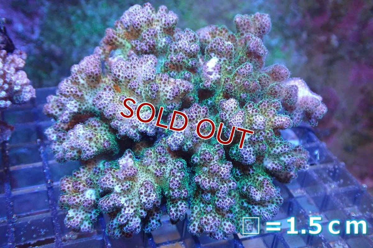 画像1: 【サンゴまとめ買い割引き10％〜20%OFF対象商品】 【サンゴ】【通販】ハナヤサイサンゴ（Pink/Green Polyp)（個体販売）No.1（生体）（サンゴ） (1)