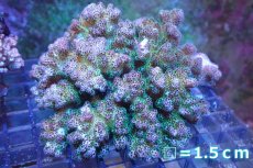 画像1: 【サンゴ】【通販】ハナヤサイサンゴ（Pink/Green Polyp)（個体販売）No.1（生体）（サンゴ） (1)